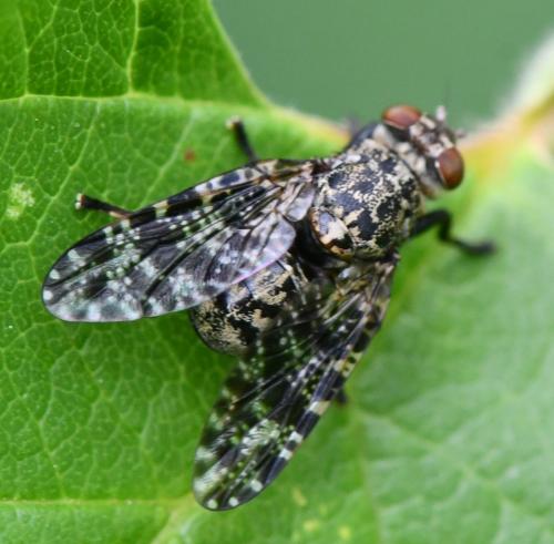 Réf. 261 816 : Platystoma sp.